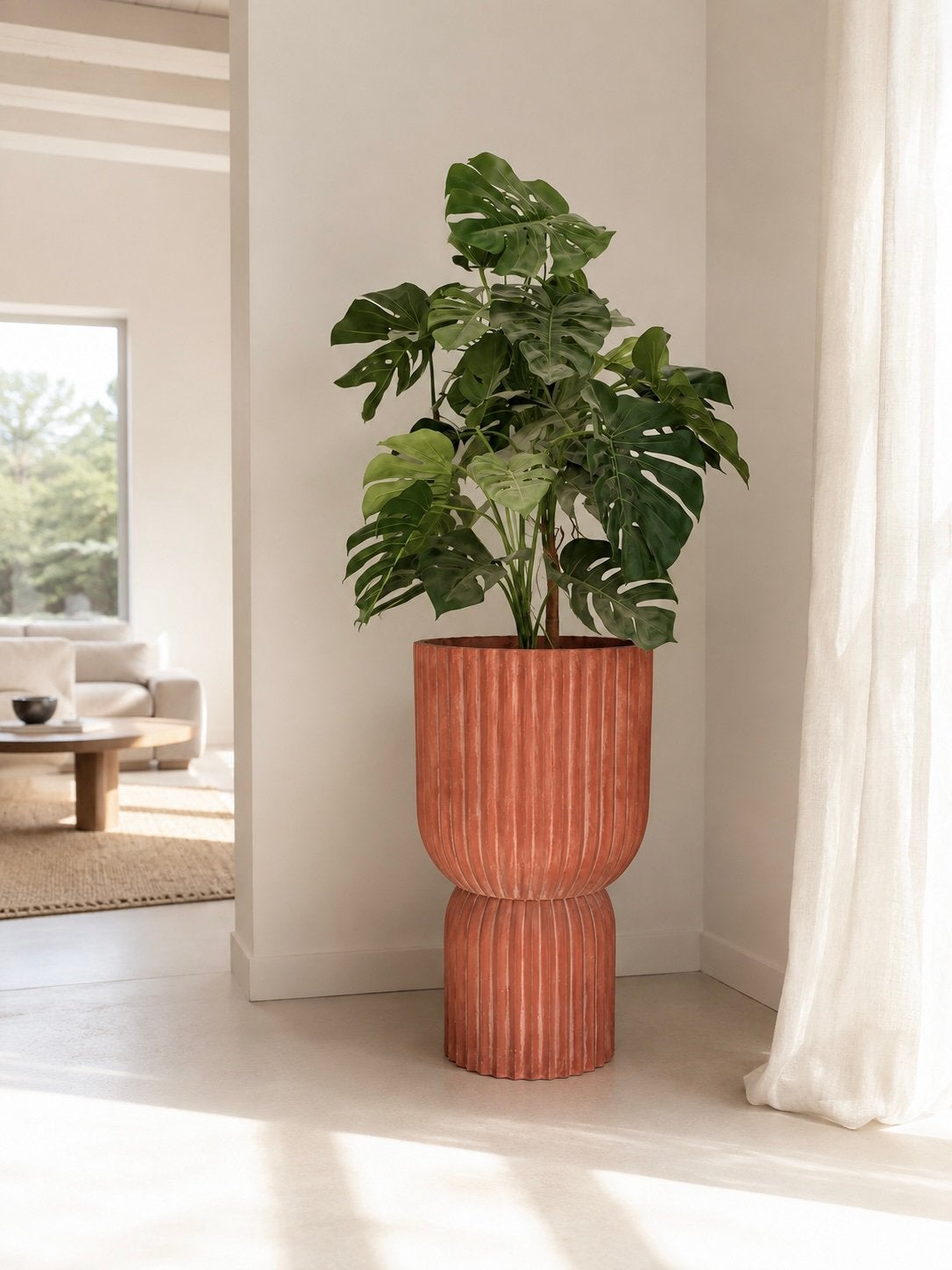 Grote Monstera + Terracotta pot - 175cm, Ophalen, Overige soorten, Halfschaduw, In pot