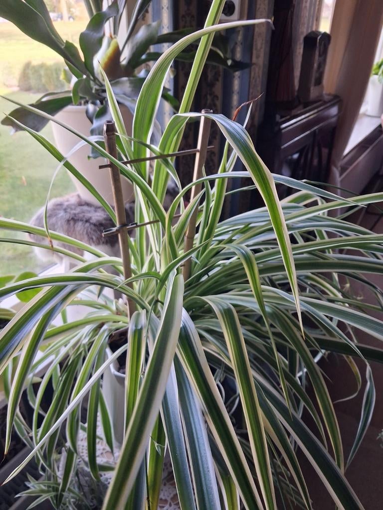 Siergras in pot met veel stekjes 80 cm. hoog, Ophalen, In pot, Halfschaduw, Minder dan 100 cm