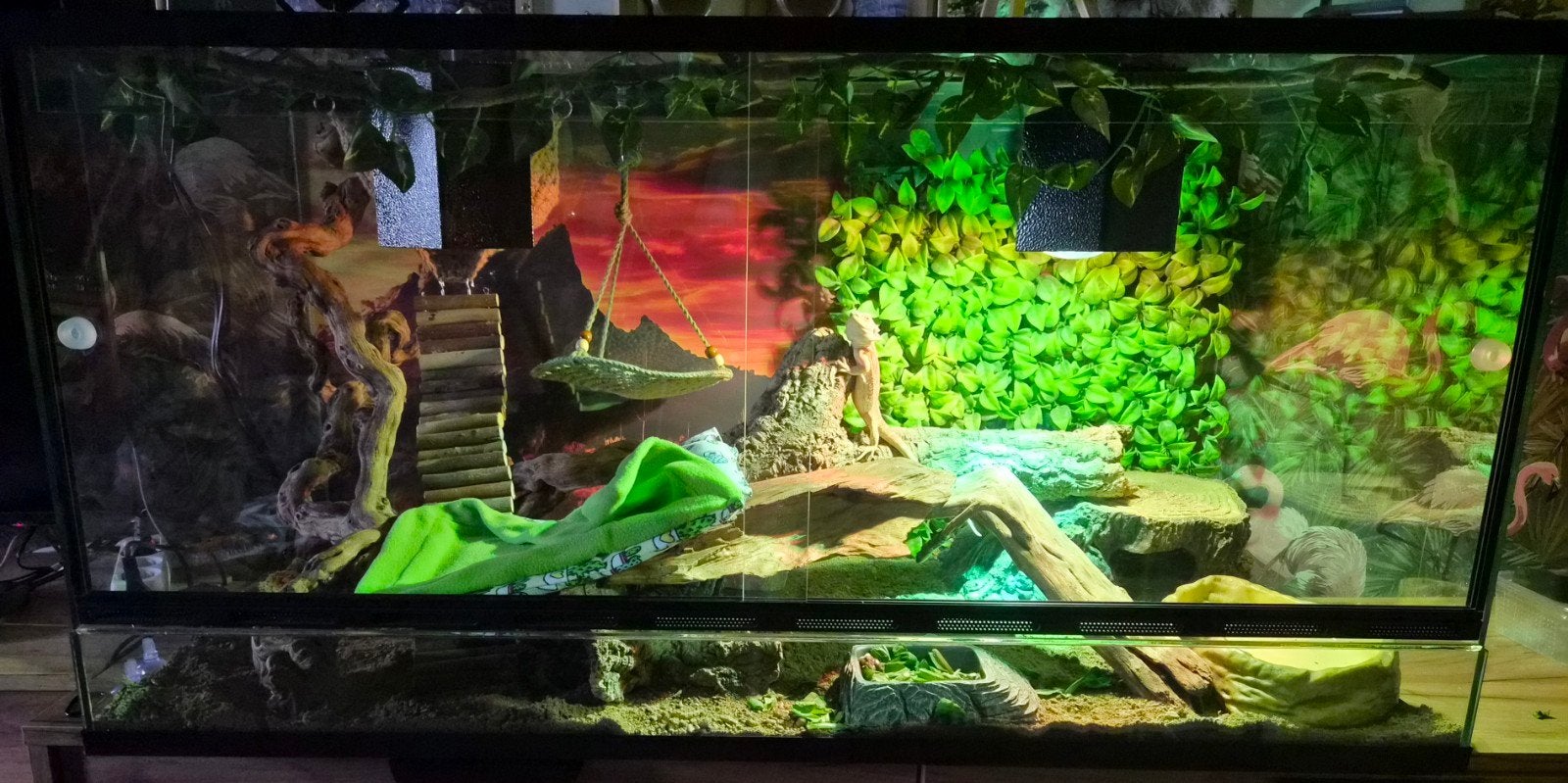 Terrarium met jonge baardagaam, Dieren en Toebehoren, Ophalen, Zo goed als nieuw