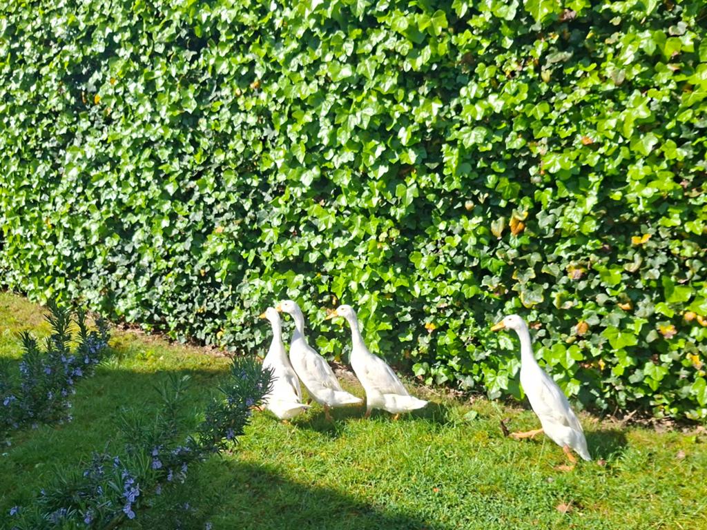 Tegen betaling hulp gevraagd bij het voeren van loopeenden, Dieren en Toebehoren, Pluimvee, Meerdere dieren, Eend