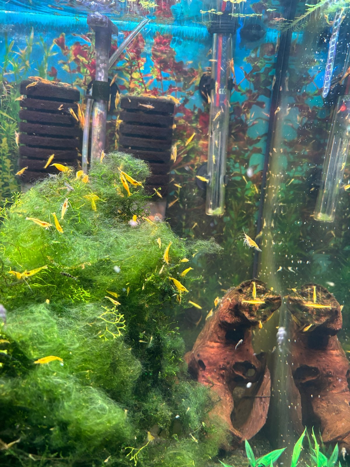 Citroen garnalen, Dieren en Toebehoren, Vissen | Aquariumvissen, Kreeft, Krab of Garnaal