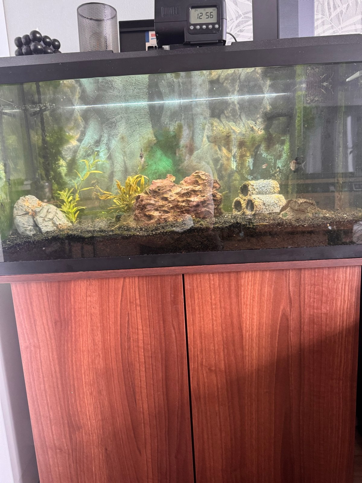 Zoetwater aquarium juwel, Dieren en Toebehoren, Ophalen, Juwel, Pomp, Gevuld zoetwateraquarium
