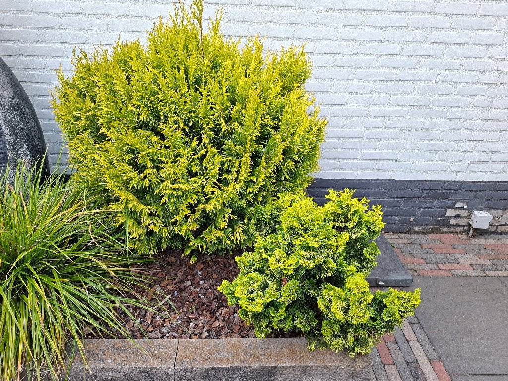 Gratis diverse planten uit de tuin halen ., Volle zon, Vaste plant, Bloeit niet, Ophalen