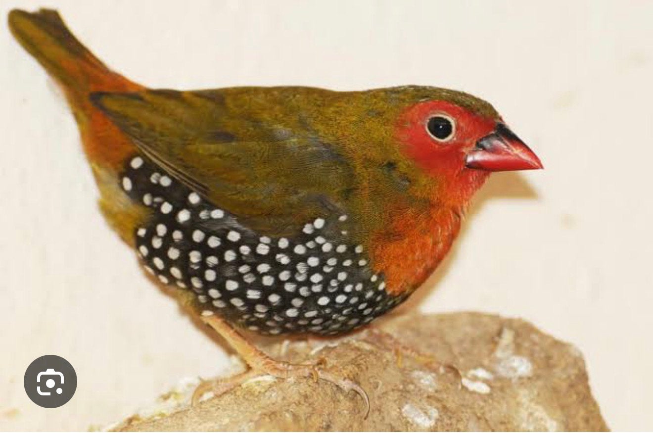 Gezocht groene druppel astrilde man!, Mannelijk
