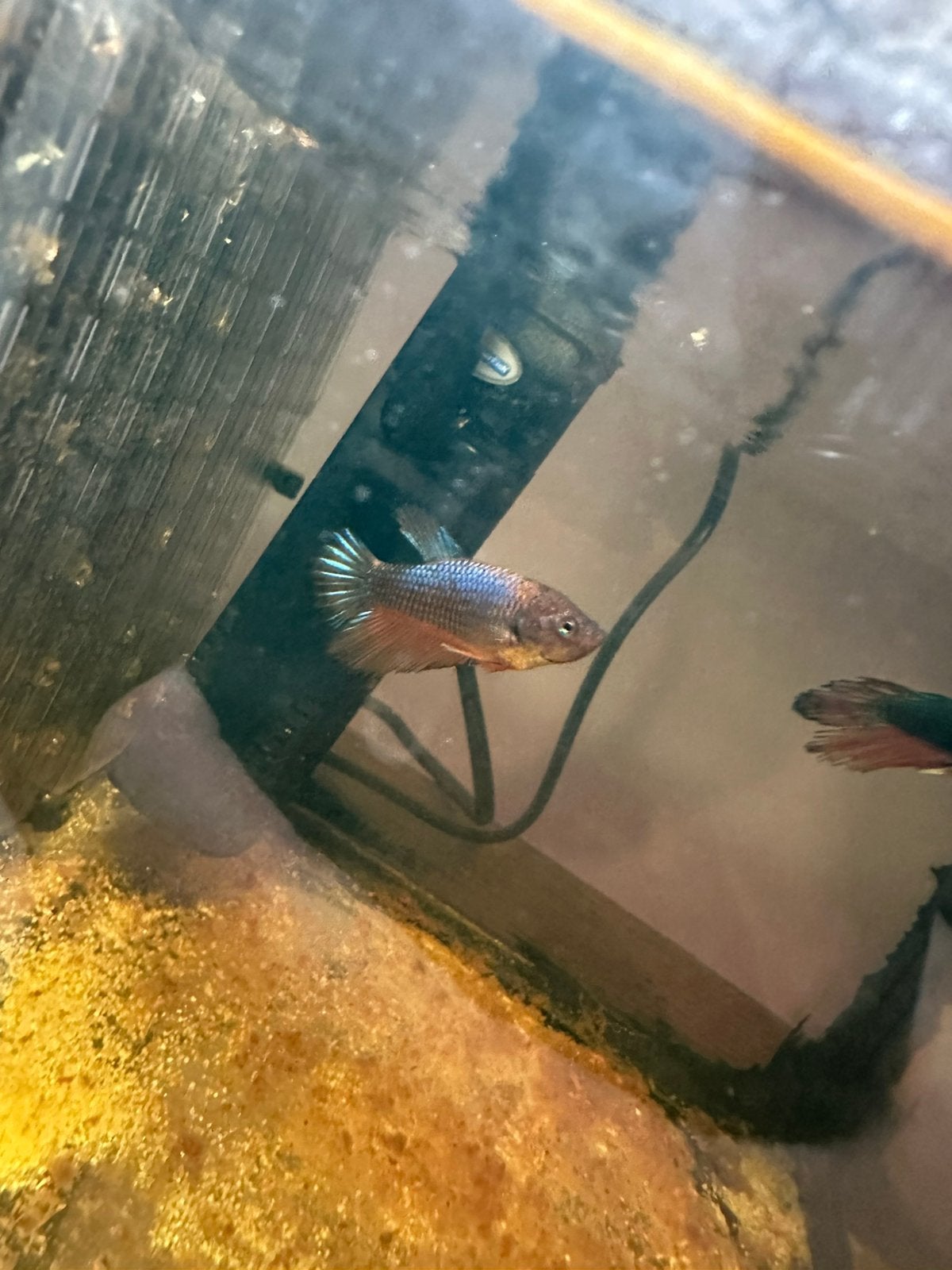 Betta, Dieren en Toebehoren, Vissen | Aquariumvissen, Vis