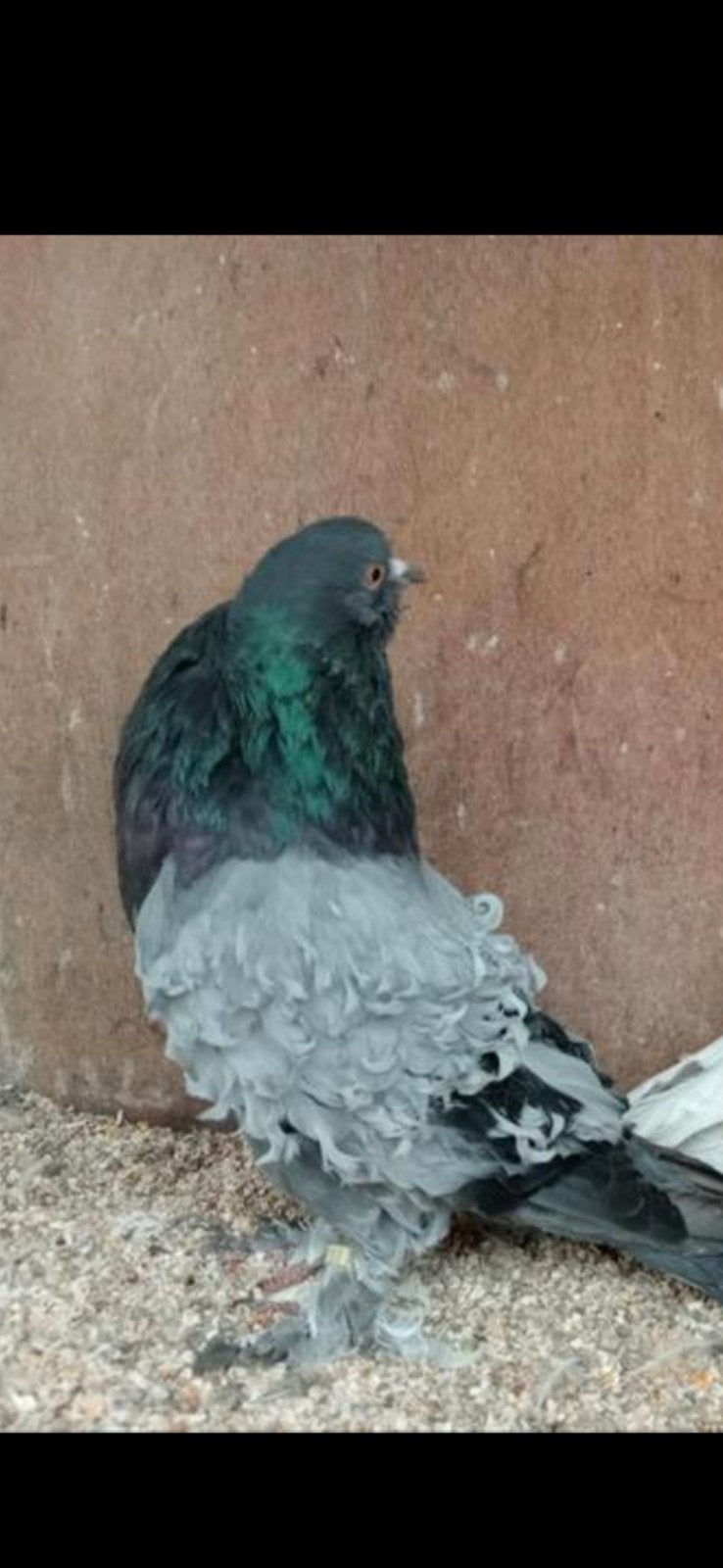 Sierduiven, Dieren en Toebehoren, Vogels | Duiven, Meerdere dieren, Overige soorten