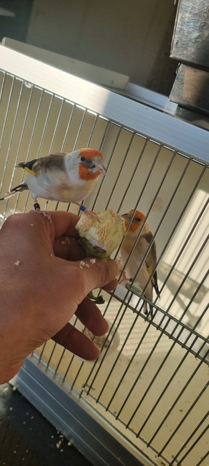 Vogels geboren in 2022 Twee majoor putter mannen Een pop, Dieren en Toebehoren, Meerdere dieren, Tam