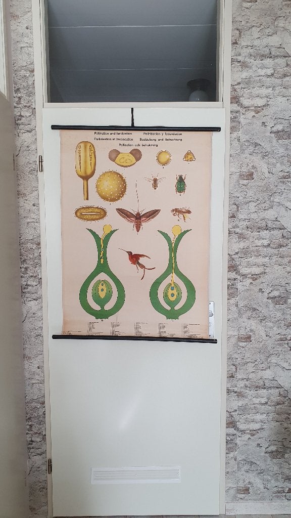 Originele schoolplaten biologie Engels print, Ophalen, Natuur en Biologie