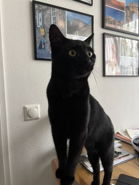 poes, Poes, Gechipt, 0 tot 2 jaar