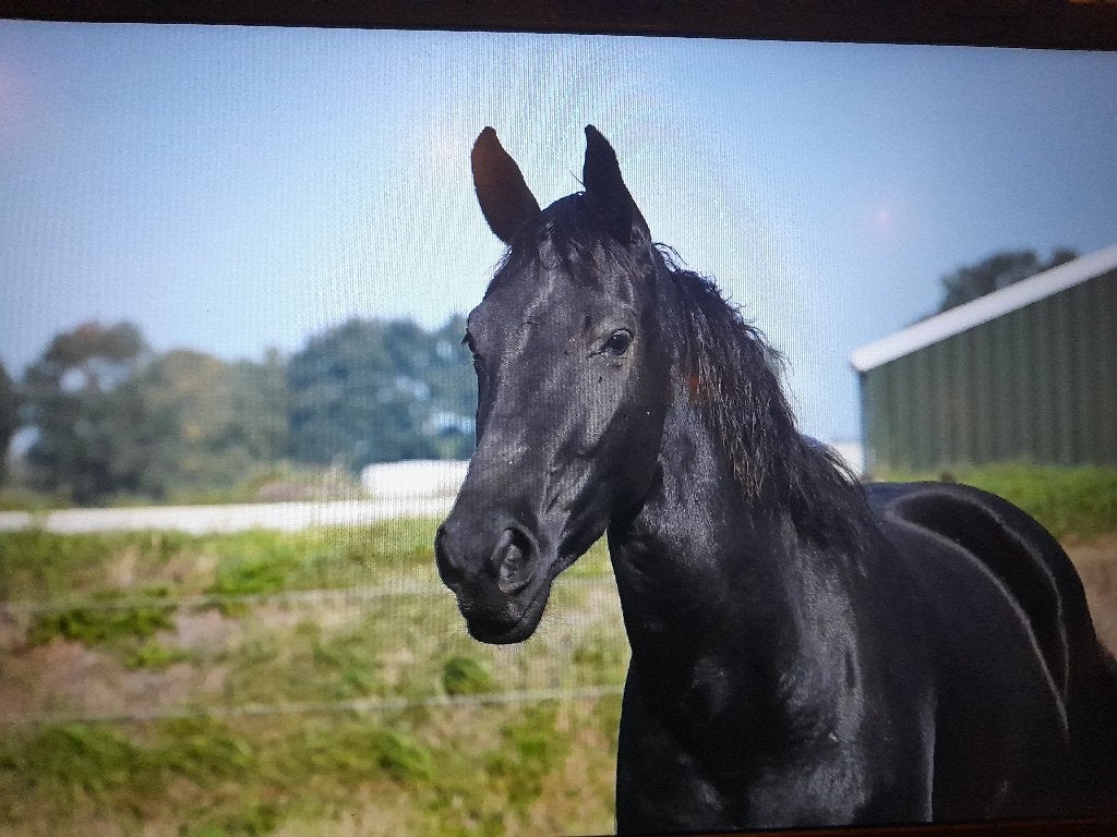 3 jarige merrie Escamilla Bravo * Uphill, Dieren en Toebehoren, Merrie, Met stamboom, Dressuurpaard, 3 tot 6 jaar