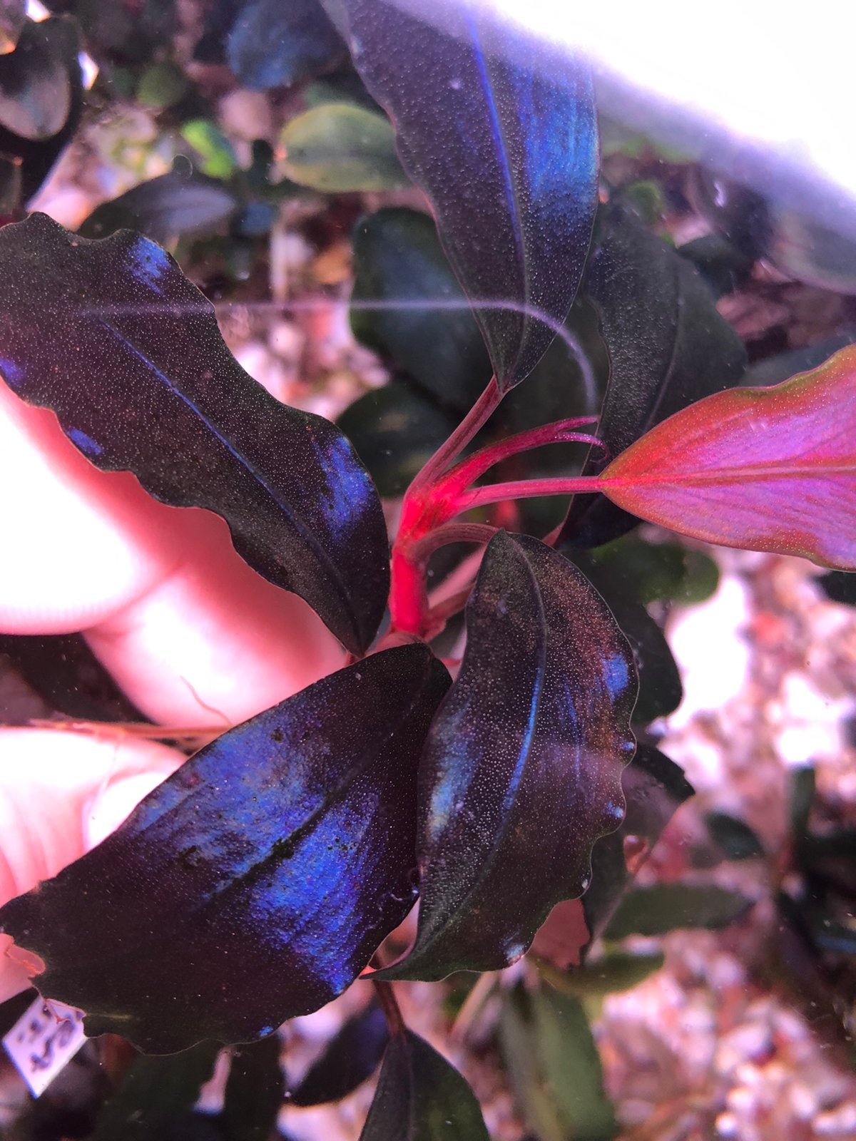 Bucephalandra Pandora Queen, Dieren en Toebehoren, Ophalen of Verzenden, Plant(en), Steen of Hout