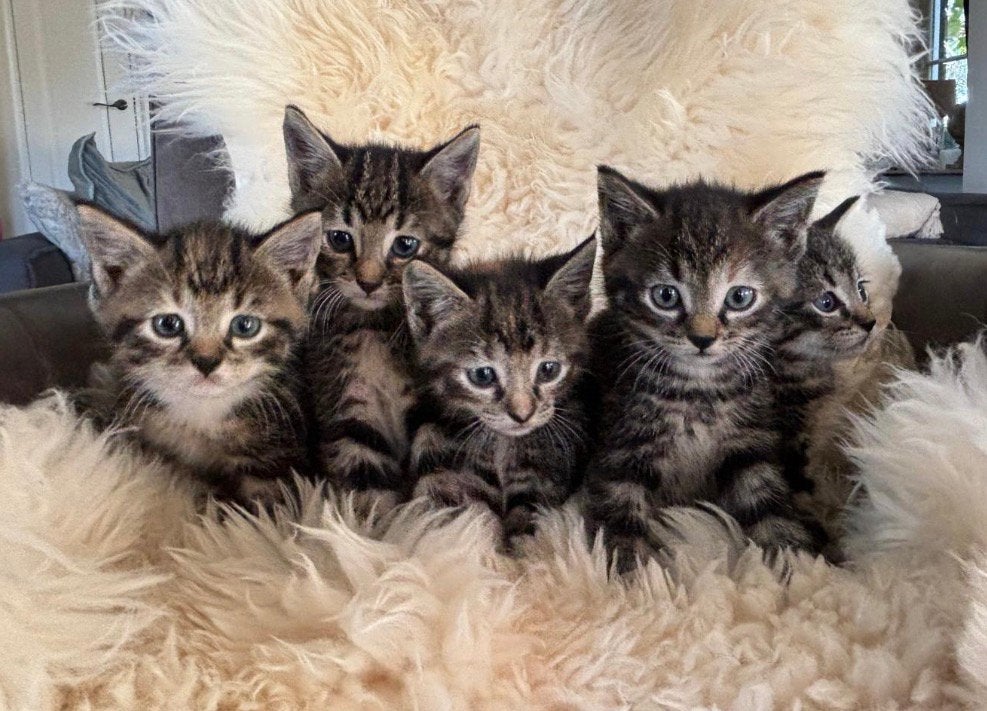 Lieve kittens, Dieren en Toebehoren