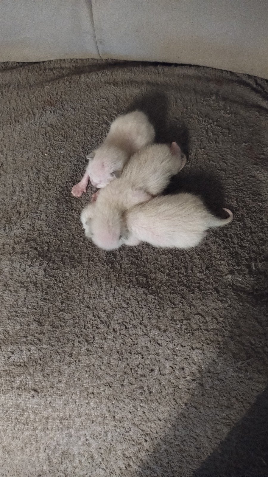 Siamese kittens  750 € nog 1tje beschik baar ,laatste foto