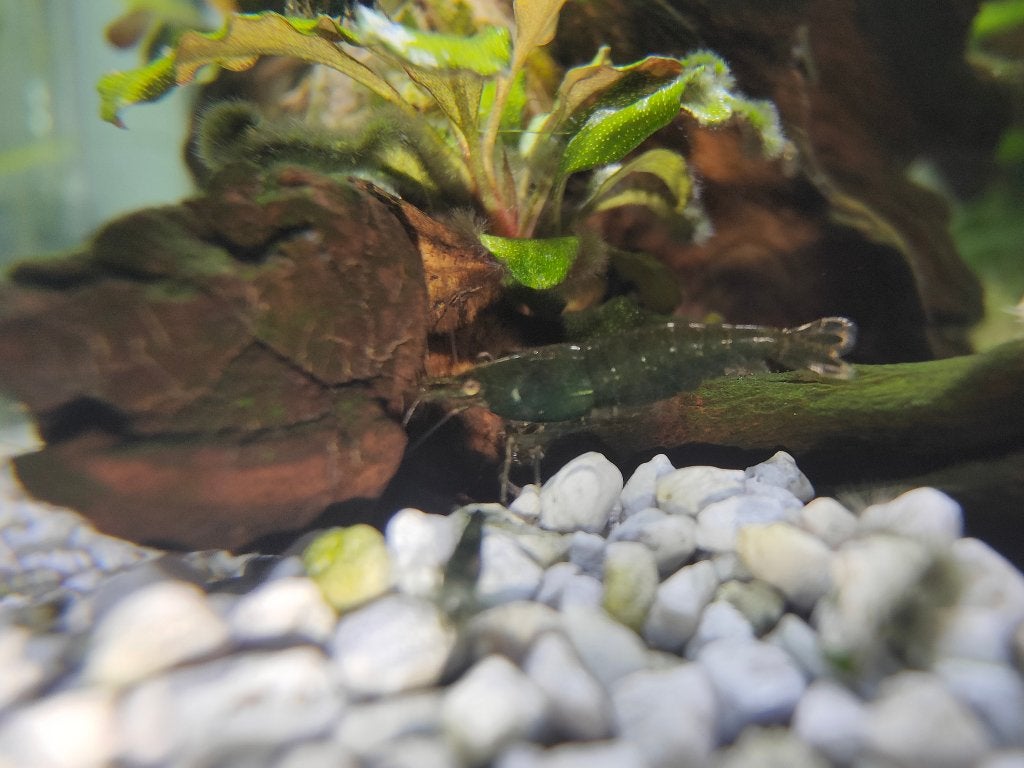 Neo Caridina Green Jade garnalen  (bloedlijn Vin), Dieren en Toebehoren, Kreeft, Krab of Garnaal, Zoetwatervis