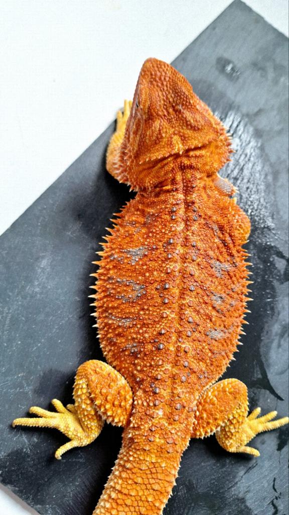 Orange Hypo het. Trans/Albino T+ baardagaam vrouw 11 maanden, Hagedis, 0 tot 2 jaar