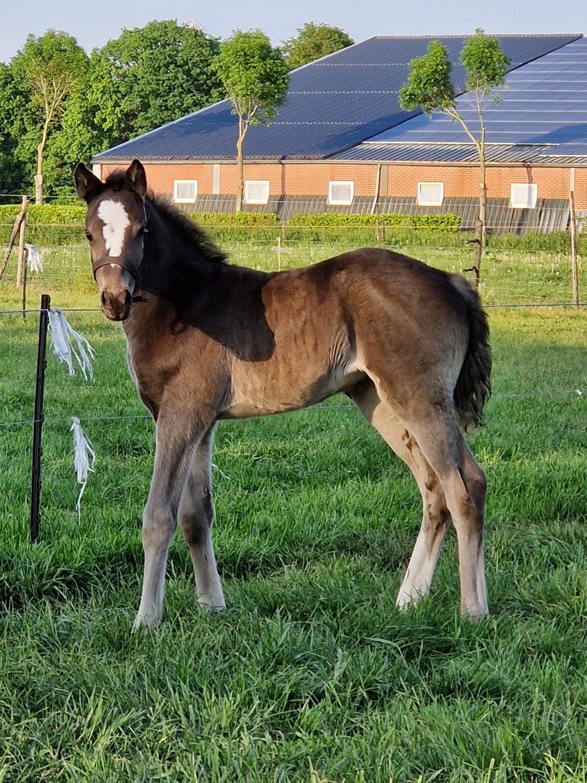 Welsh NWR merrieveulen, Merrie, 0 tot 2 jaar