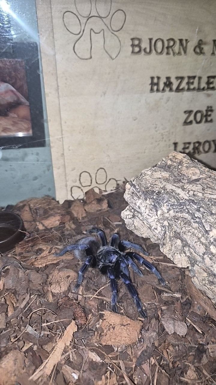 braziliaanse blauwe vogelspin, Dieren en Toebehoren, Ophalen