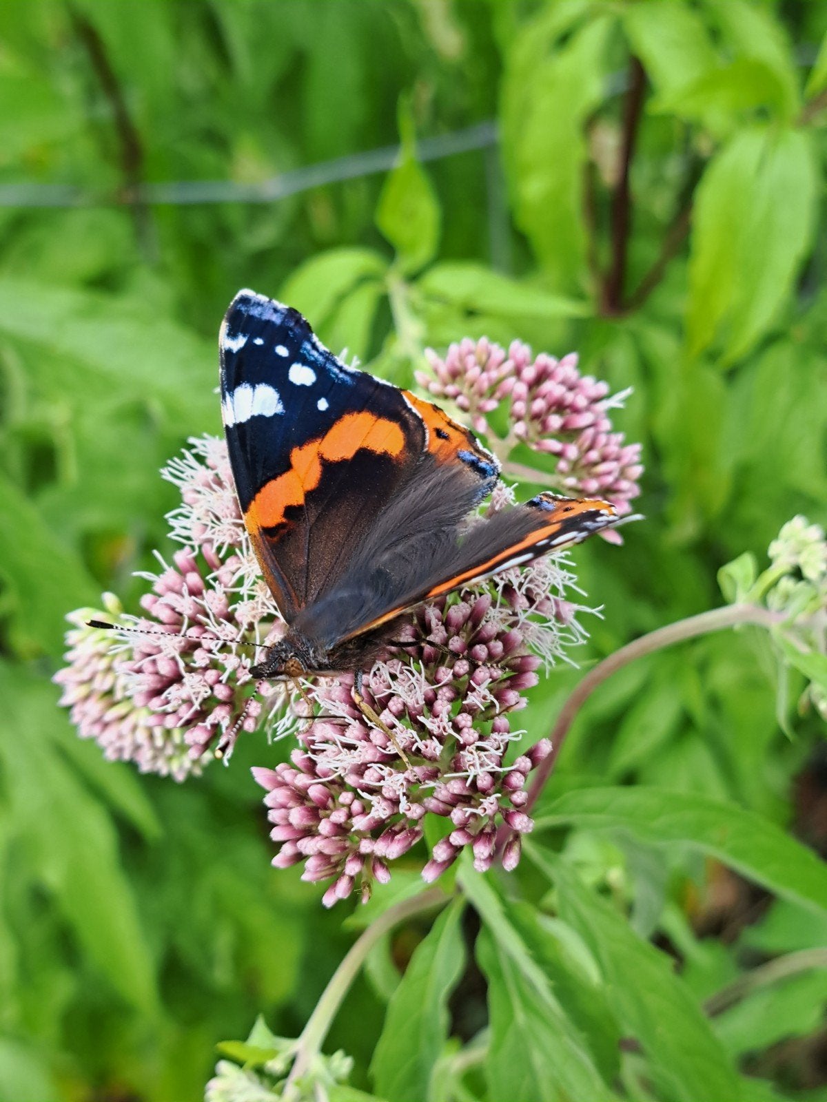 zaden eupatorium cannabinum inheems, Verzenden, Volle zon