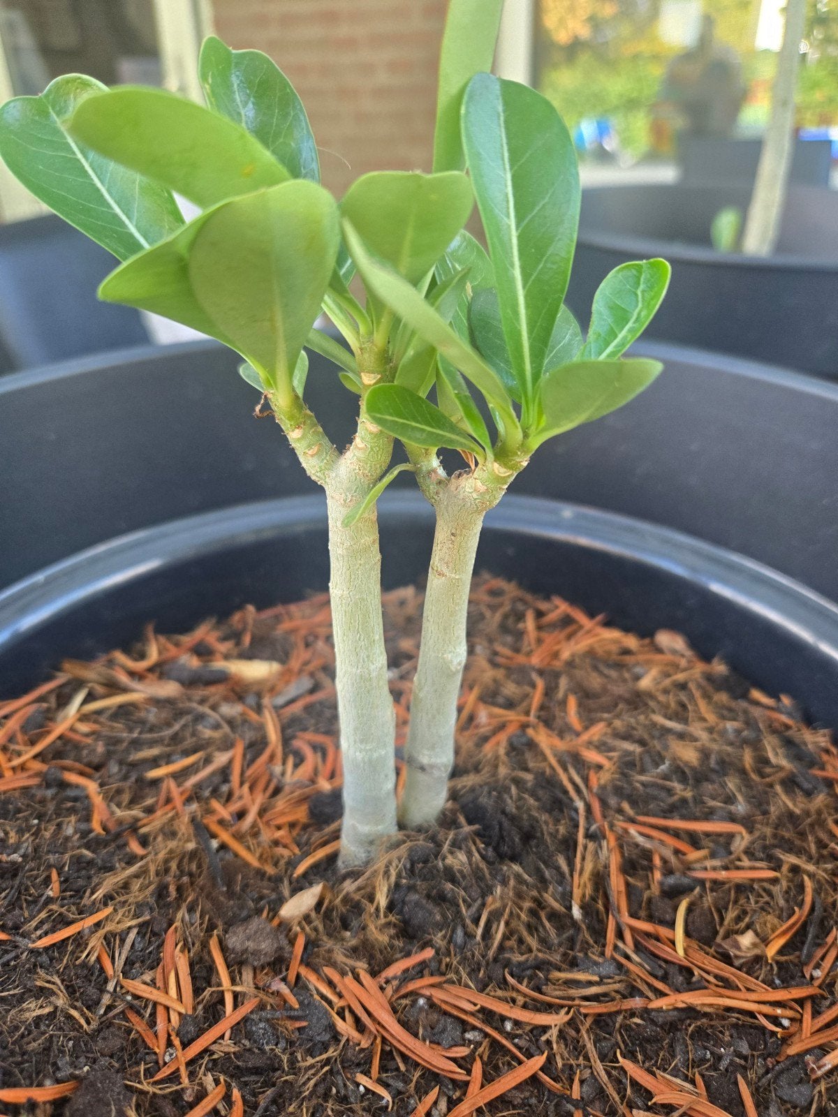 Afrikaanse Baobab (Andansonia Digitata) uit Senegal, Ophalen of Verzenden