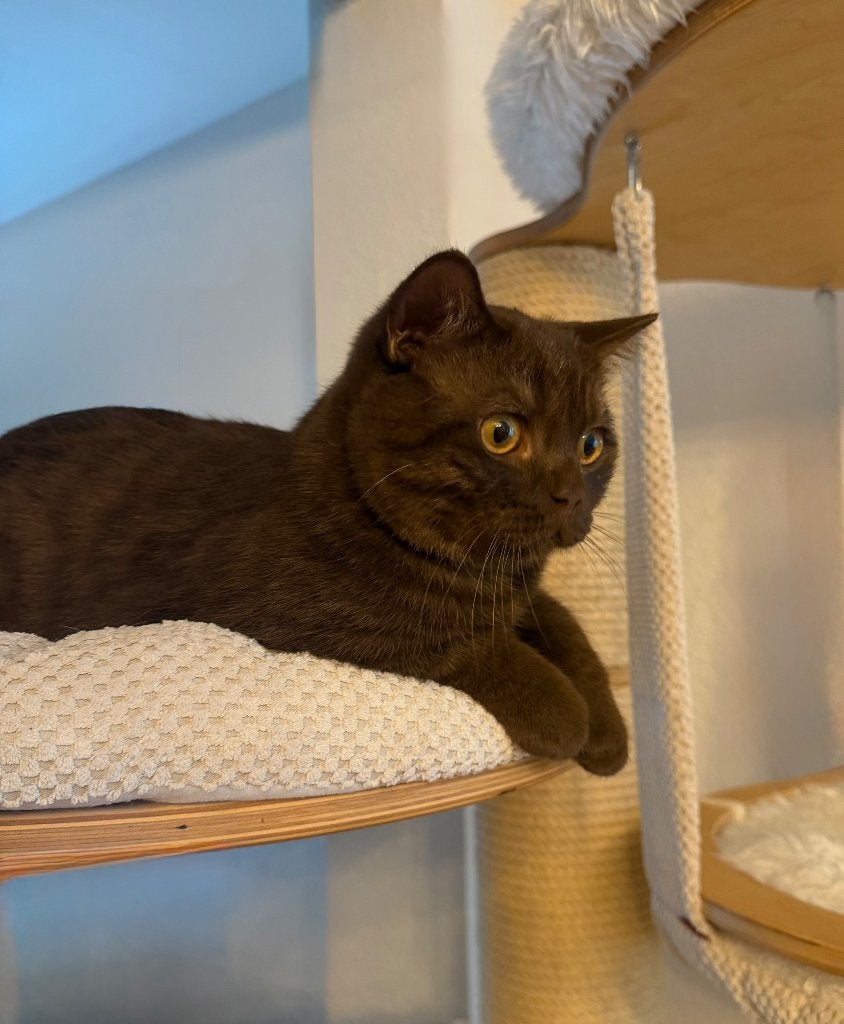 BKH choco, Dieren en Toebehoren, Kater, Met stamboom, 0 tot 2 jaar