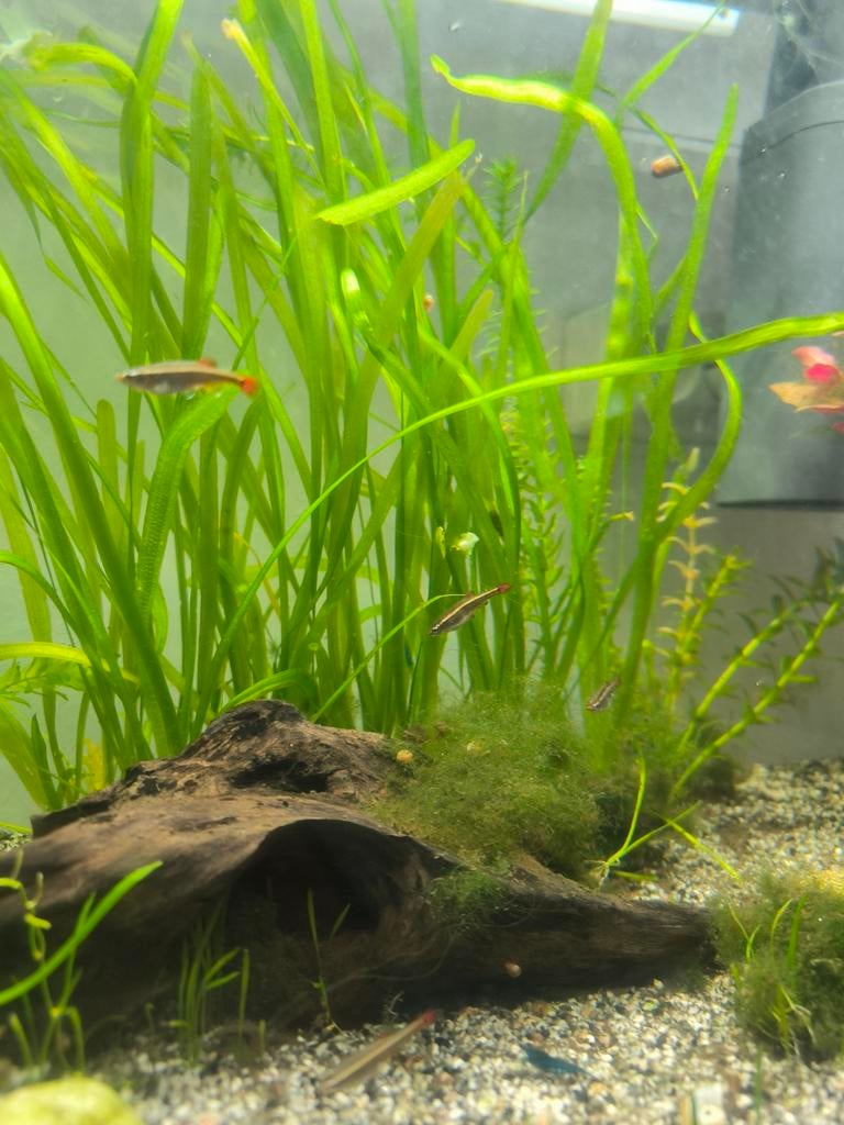 7 Chinese Danio, Dieren en Toebehoren, Vissen | Aquariumvissen, Vis