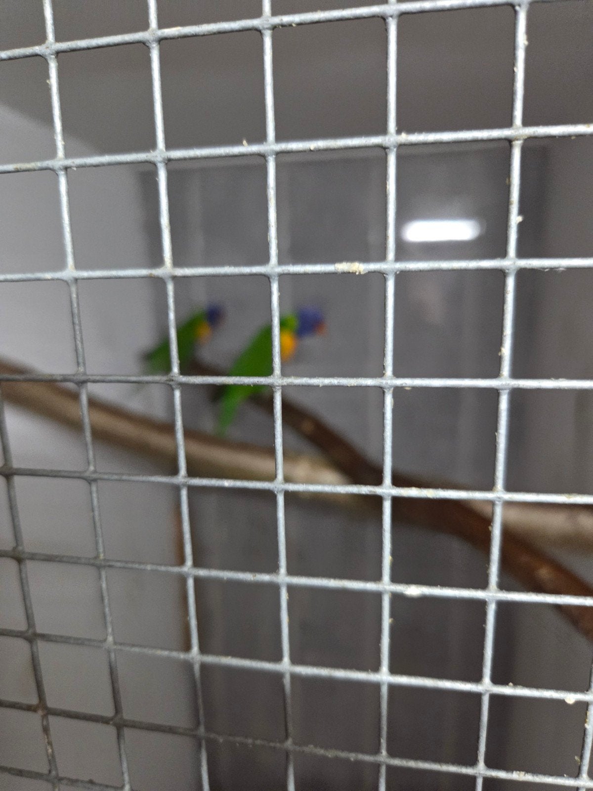 Parkieten en popgaaien, Dieren en Toebehoren, Vogels | Parkieten en Papegaaien, Vrouwelijk, Parkiet
