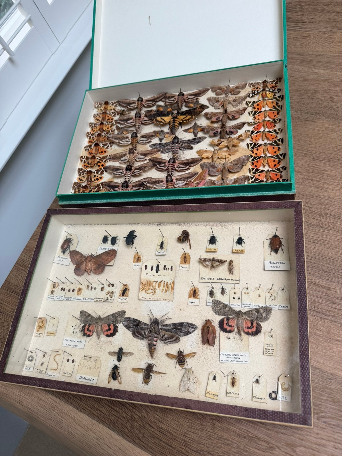 Mooie verzameling vlinders taxidermie, Ophalen of Verzenden