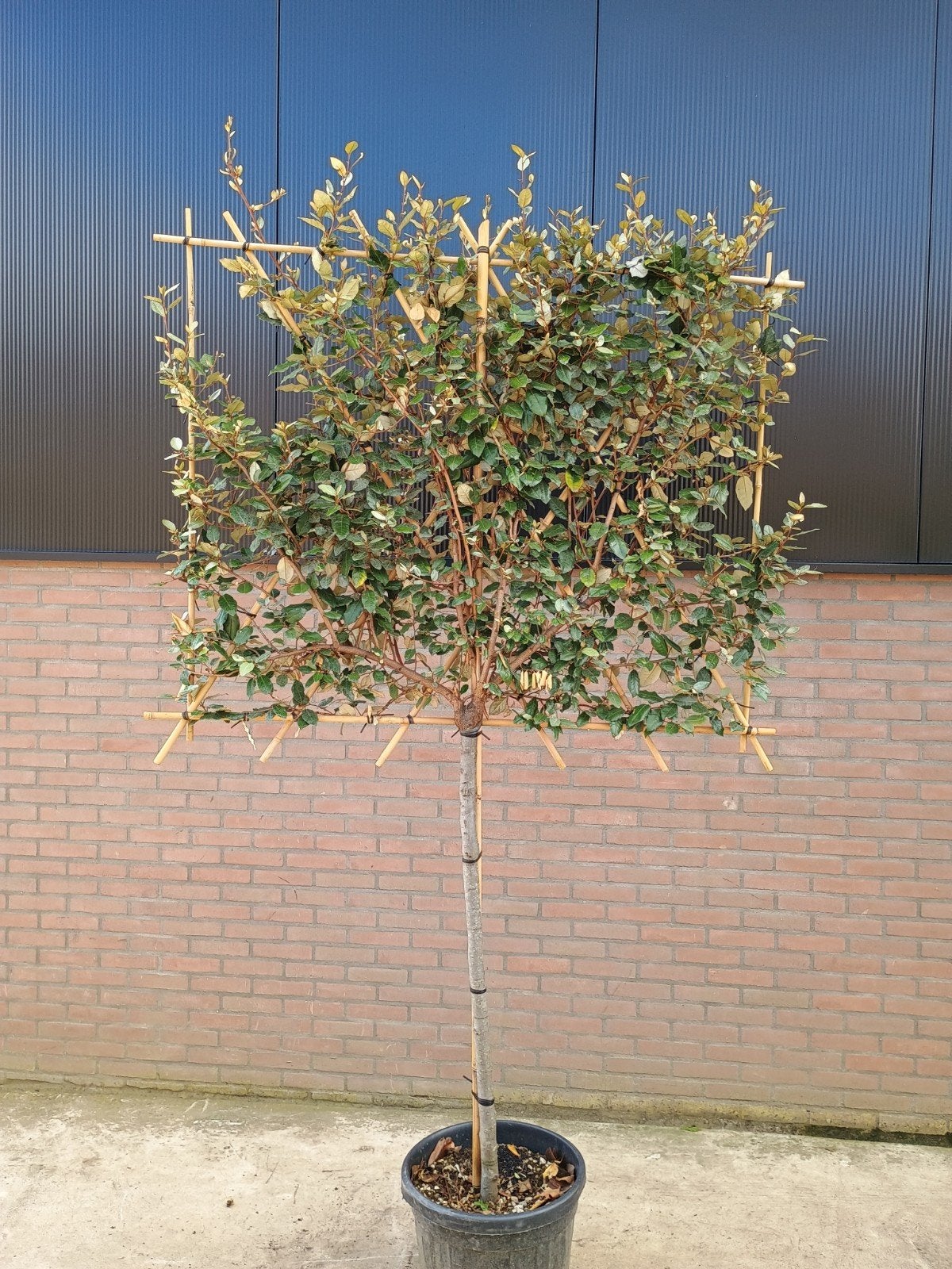 Elaeagnus x ebbingei leiboom - Olijfwilg stamhoogte 120 cm, Herfst, Leiboom, 100 tot 250 cm, Ophalen