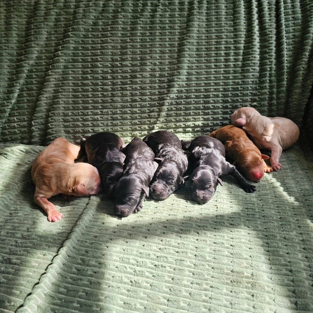 Australian Labradoodle pups geboren, Caramel, Beige & Zwart, Parvo, Overige rassen, 8 tot 15 weken, Meerdere