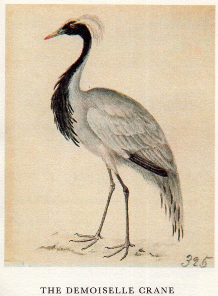 Thomas Bewick’s Birds (1981 1st.ed.), Ophalen of Verzenden, Nieuw