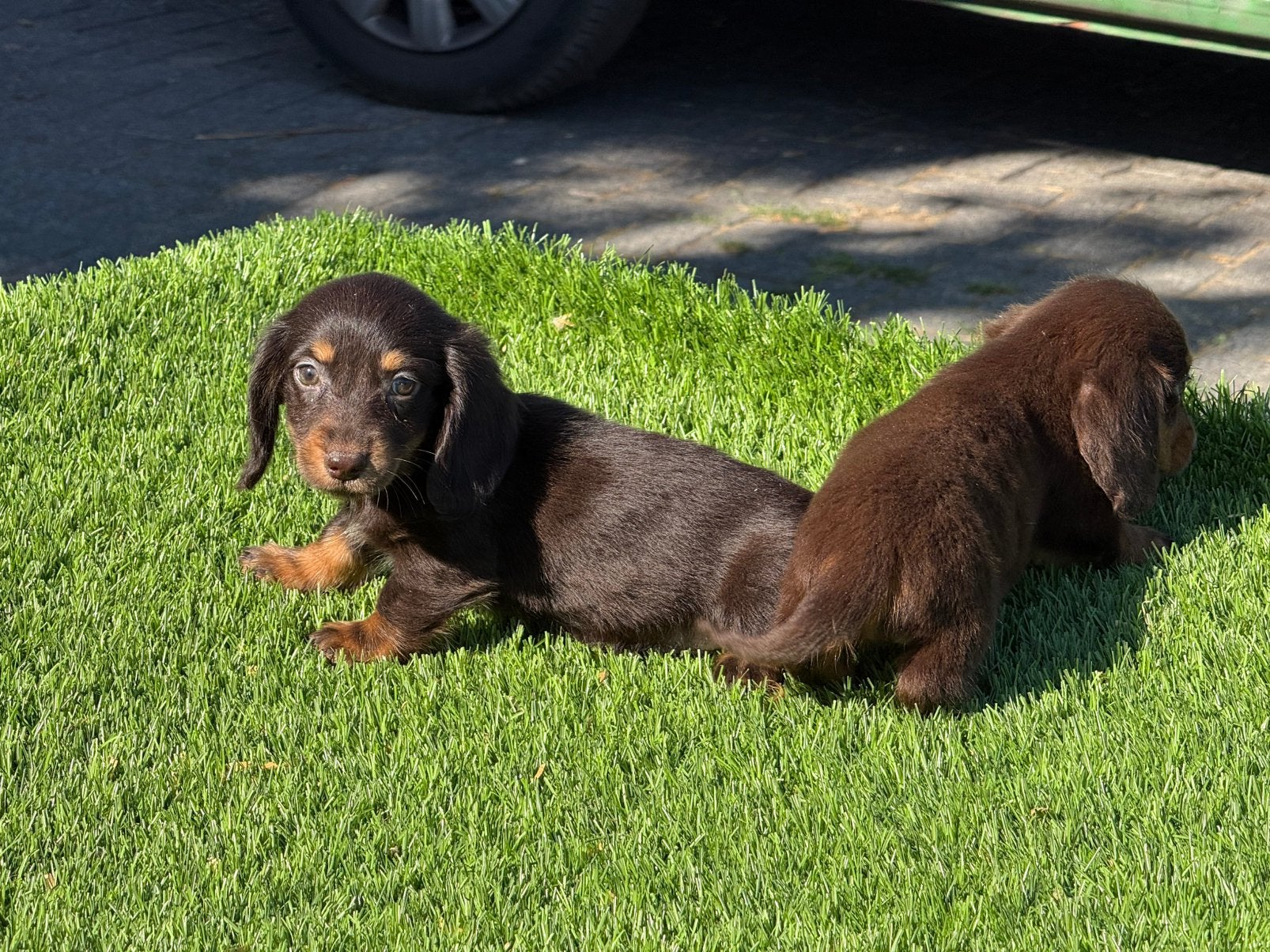 Choco langhaar langharige dwerg teckel pups, Nederland, Parvo, 8 tot 15 weken, Dwerg