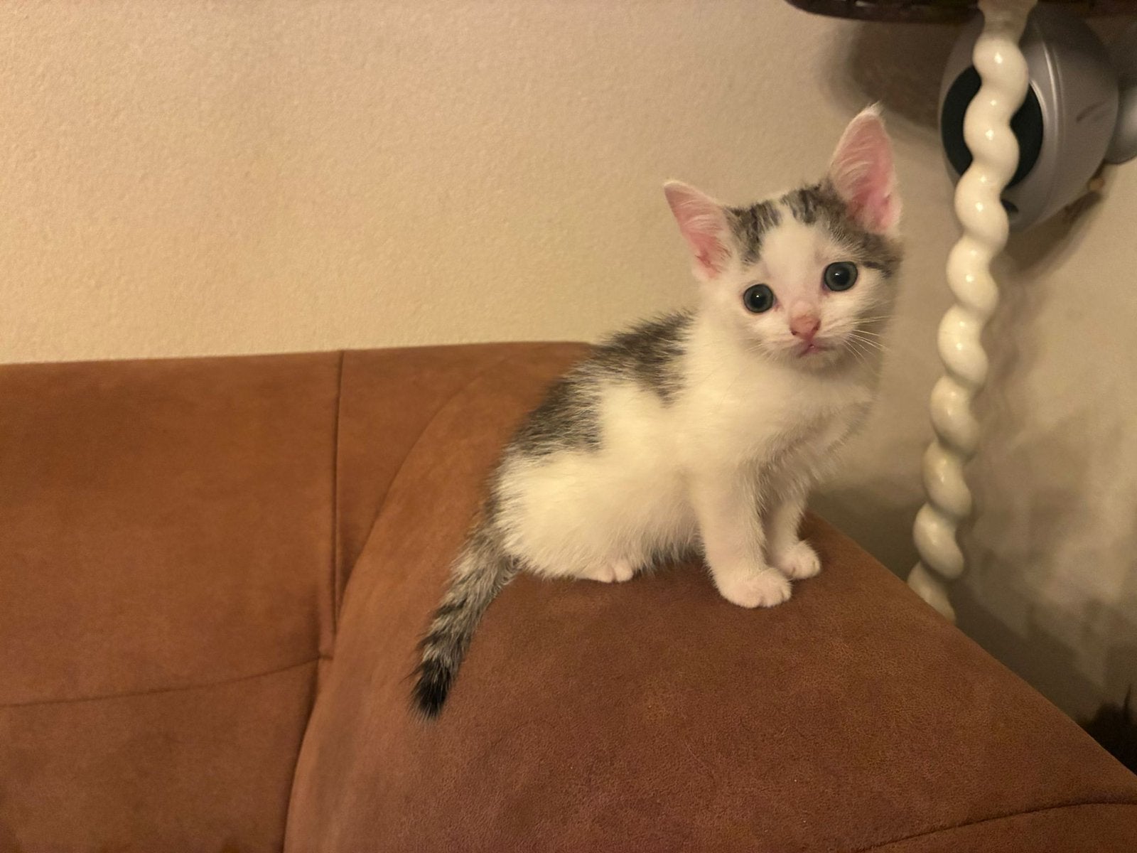 Boerderijkitten te koop, Dieren en Toebehoren, Kater, Kortharig, 0 tot 2 jaar