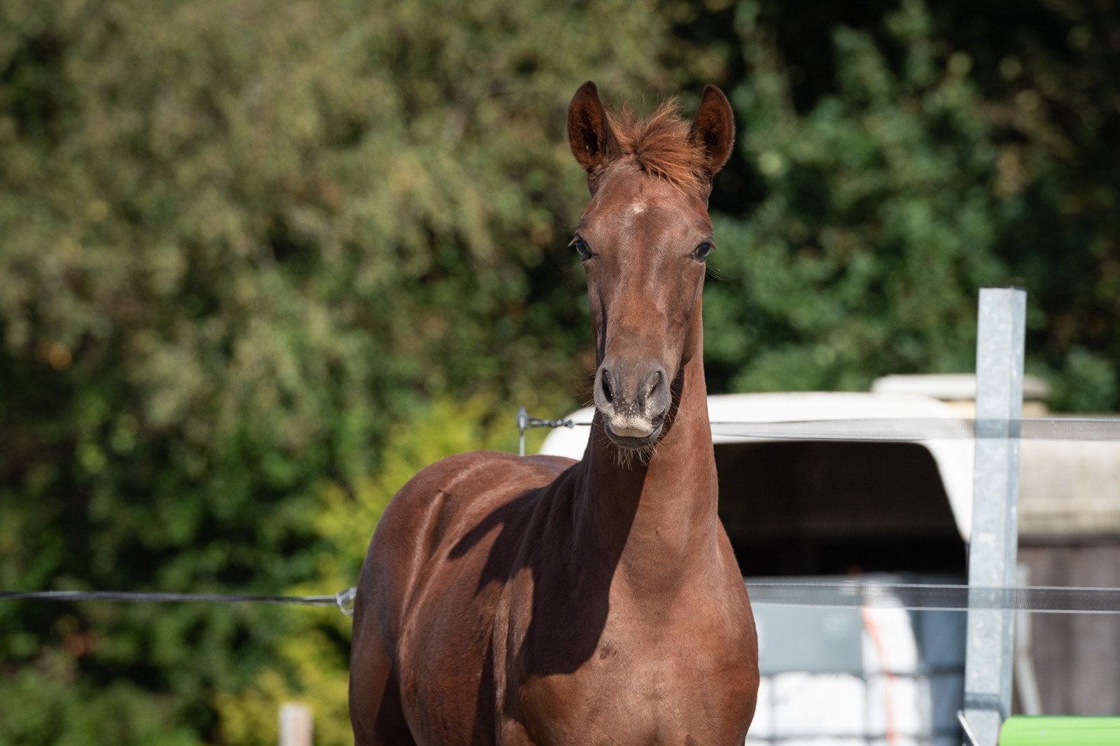 mooie veulens , zie ook filmpjes, Dieren en Toebehoren, Merrie, Dressuurpaard, Met stamboom, 0 tot 2 jaar