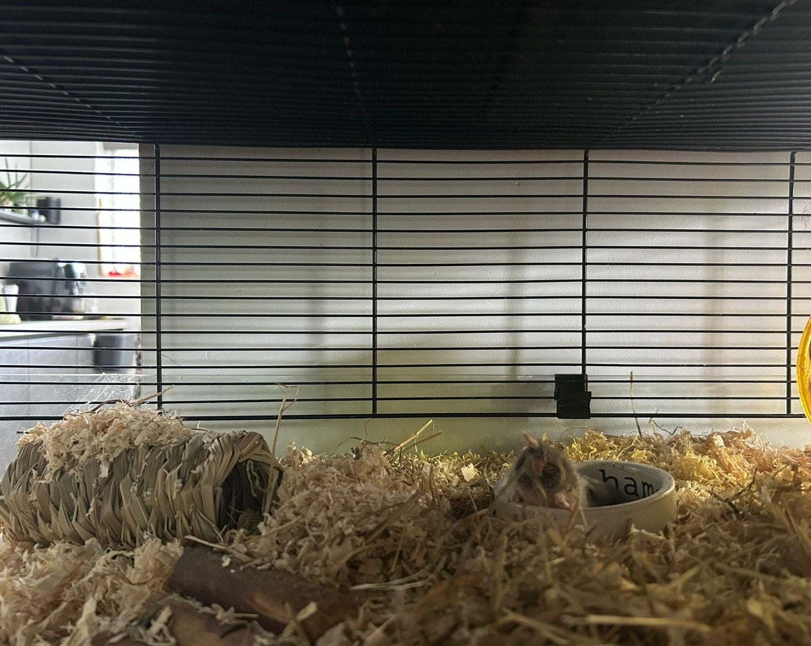 Grote hamsterkooi met hamster!!, Ophalen, Hond