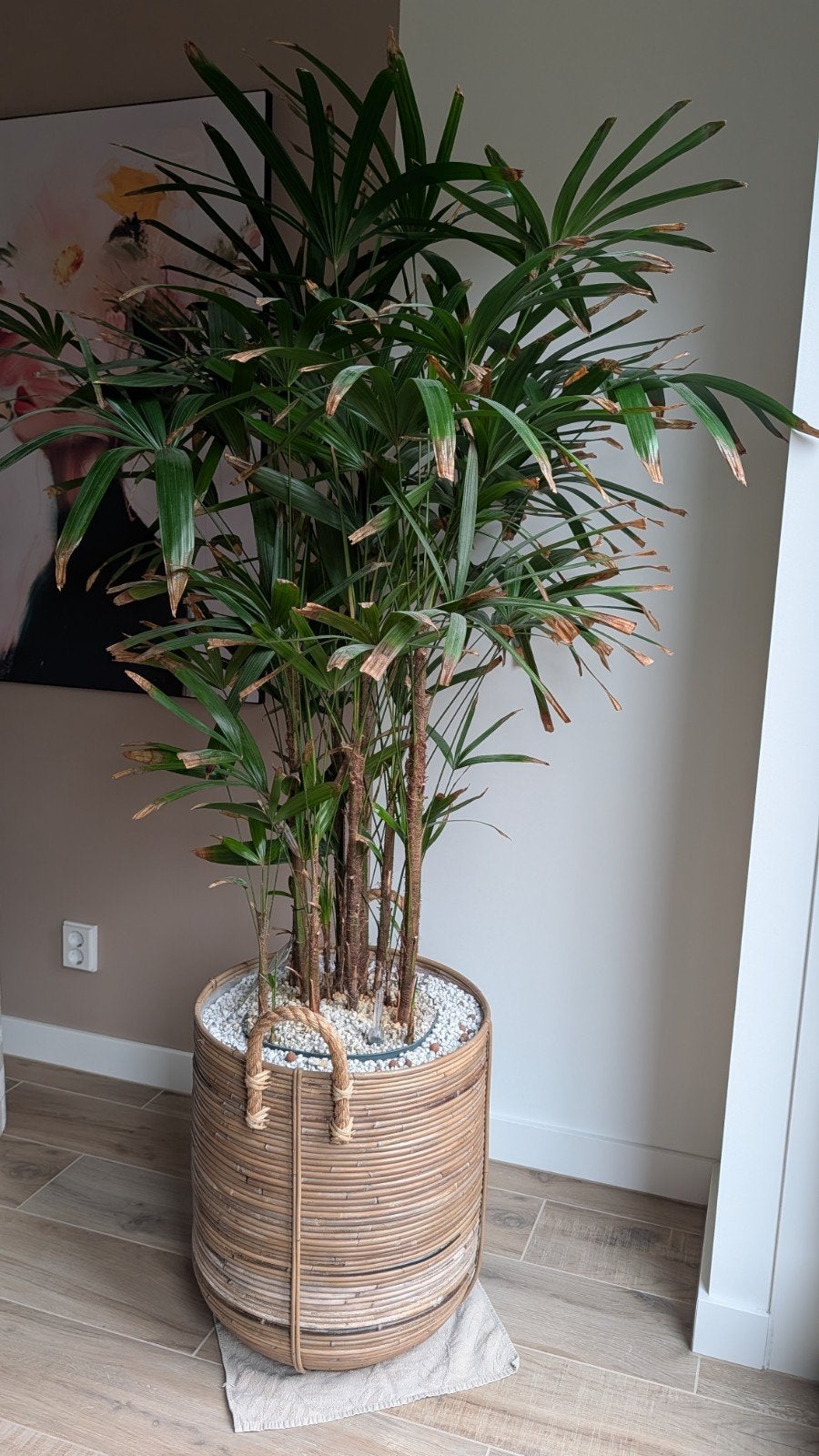 Grote plant met rieten mand, Ophalen, Gebruikt, Gevlochten, Plantenpot of Plantenbak