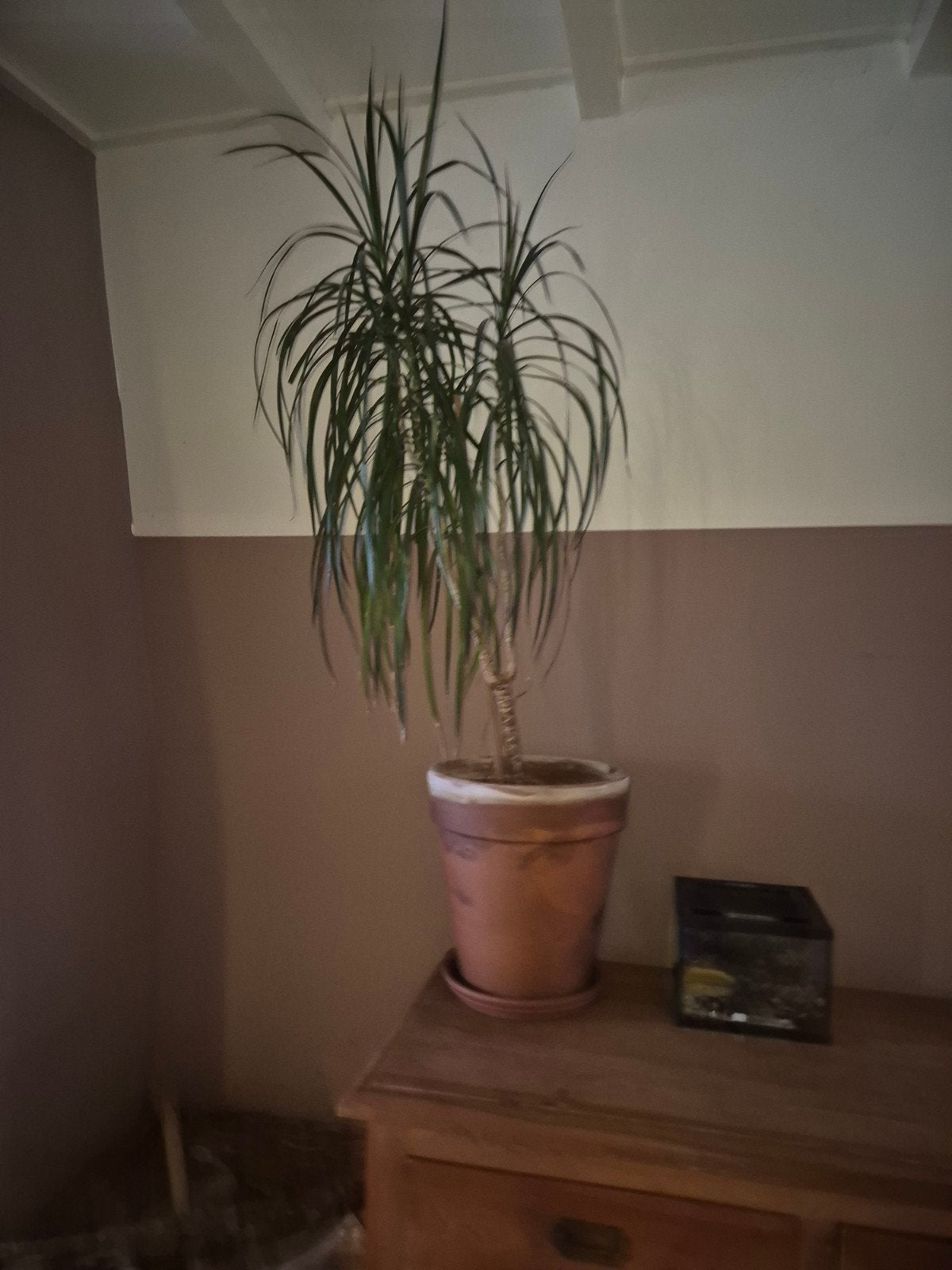 Dracena plant, Ophalen of Verzenden, In pot, Halfschaduw, 100 tot 150 cm
