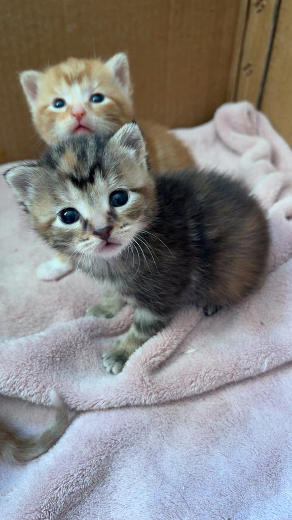 Hoera! Onze kittens zijn geboren, Dieren en Toebehoren, Katten en Kittens | Raskatten | Korthaar, Meerdere dieren, Ontwormd