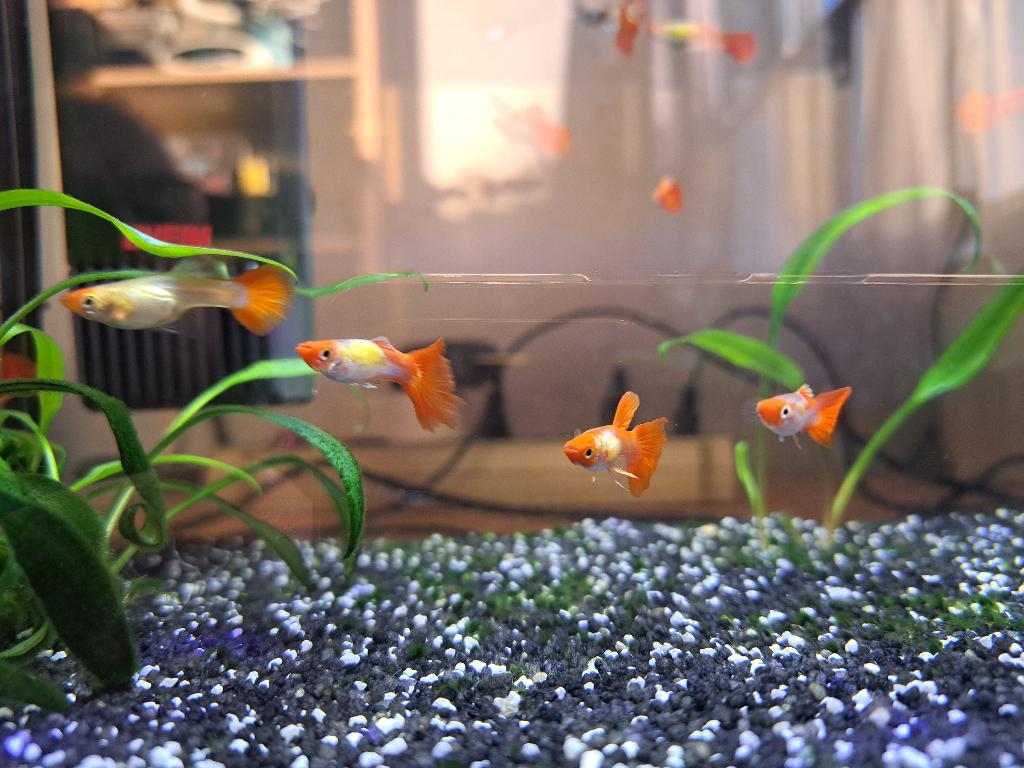 Koi Kohaku guppen (red cap) - paren (2/3), Dieren en Toebehoren, Vis, Zoetwatervis, Schoolvis