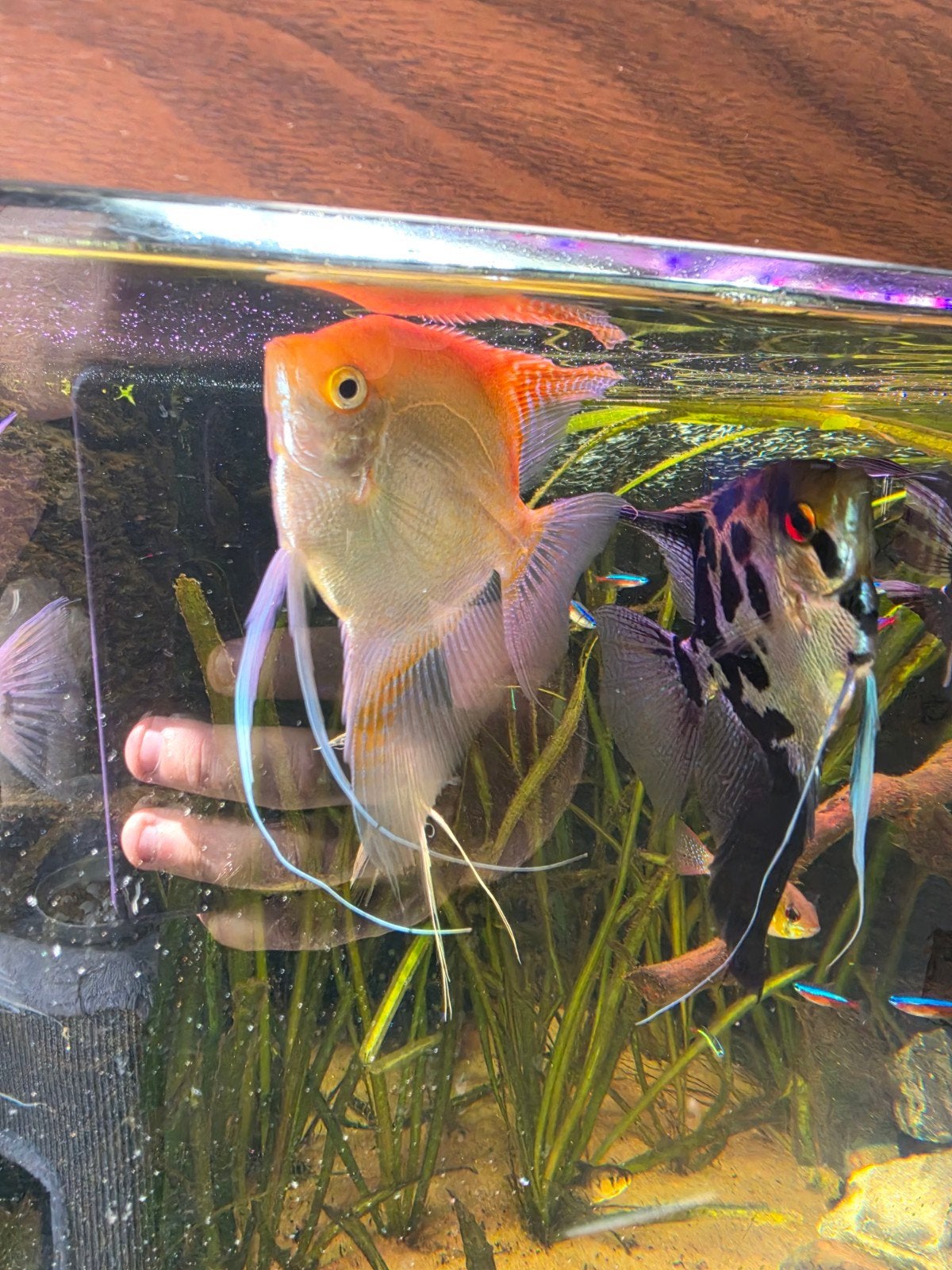 6 mooie maanvissen, Vis, Zoetwatervis