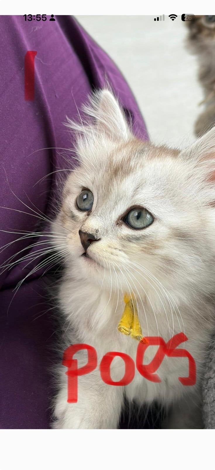 Britse/ragdoll, Meerdere dieren, 0 tot 2 jaar