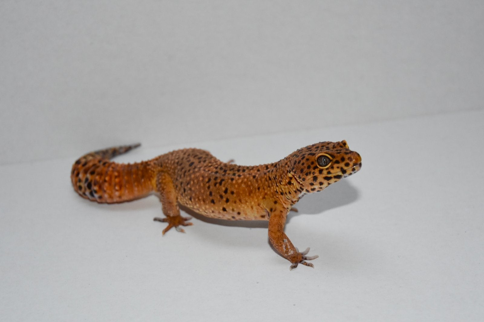 Luipaardgekko 1.0 Leopard Gecko - male for sale from Liliën