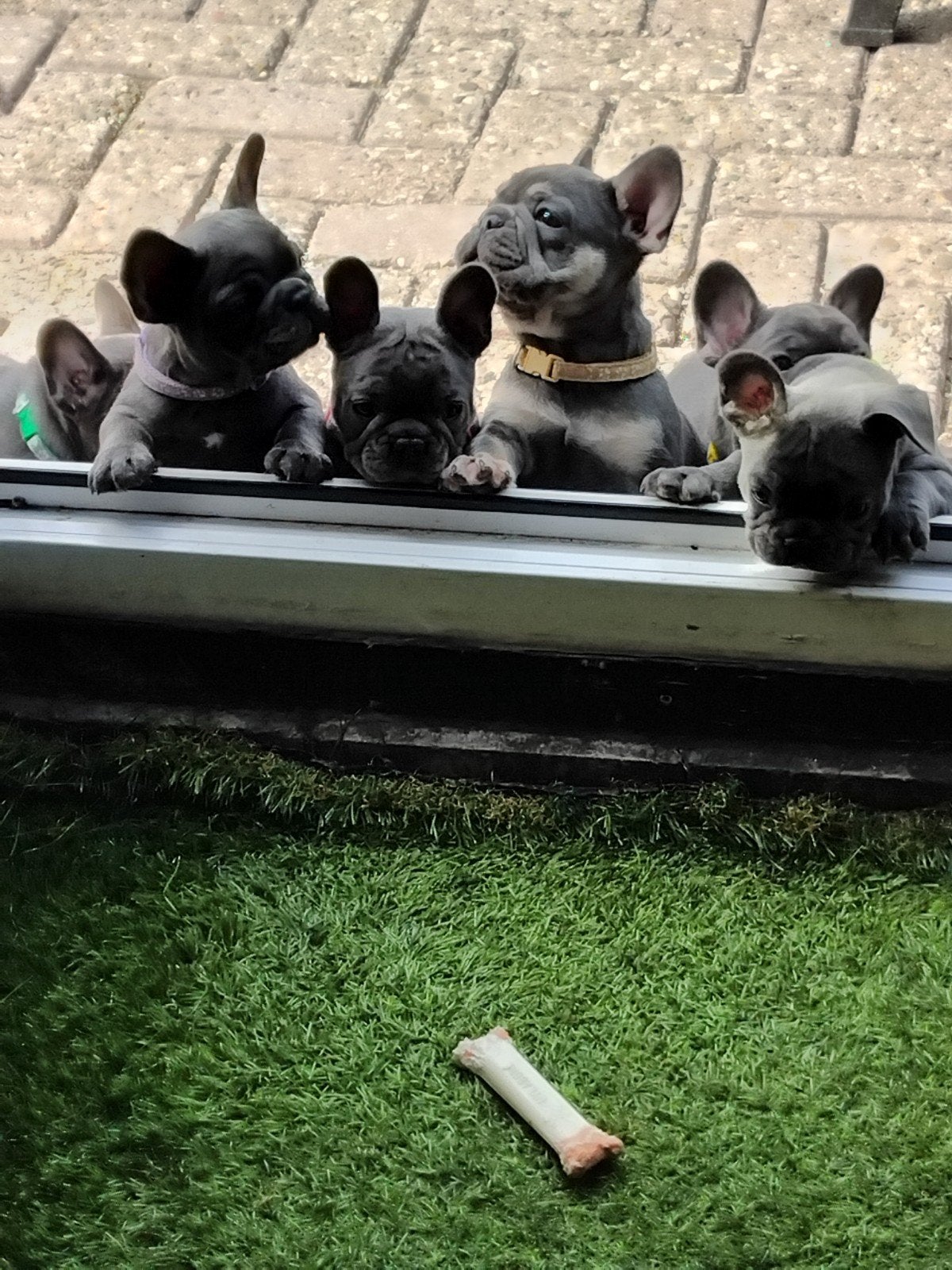 franse bulldog PUPS, Parvo, 8 tot 15 weken, Bulldog, Meerdere
