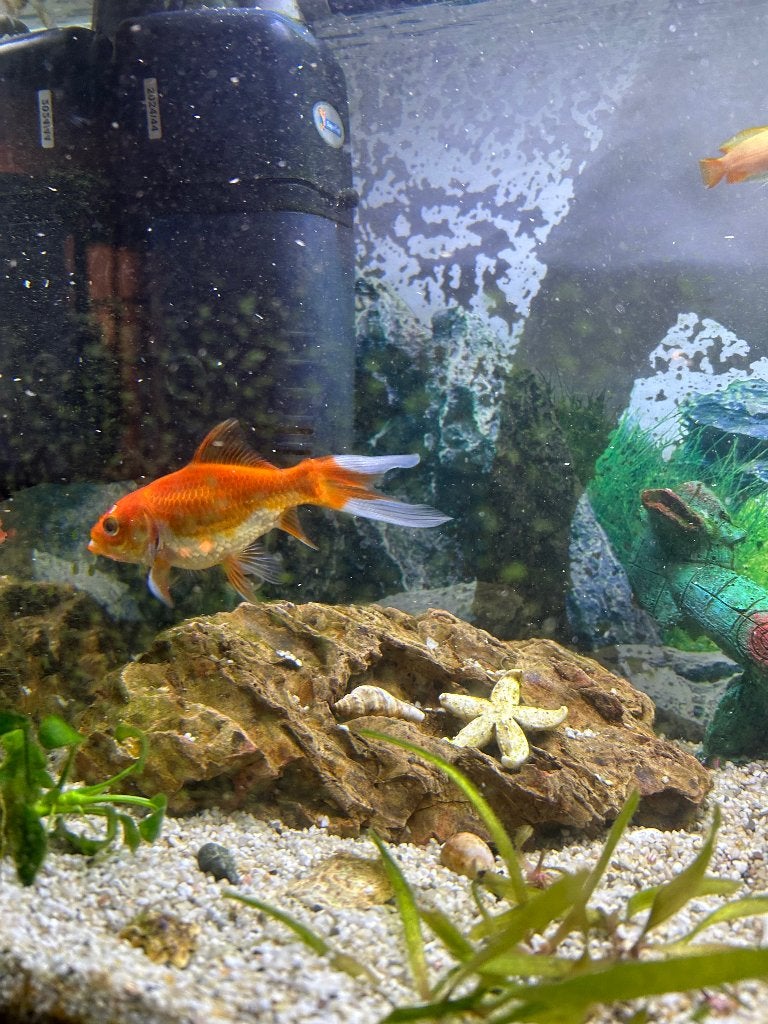 Goudvis - gratis op te halen, Dieren en Toebehoren, Goudvis(sen)