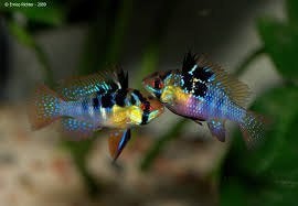 Ramirezi German blue antennebaarsje (M) - Koidream Valburg, Vis, Zoetwatervis