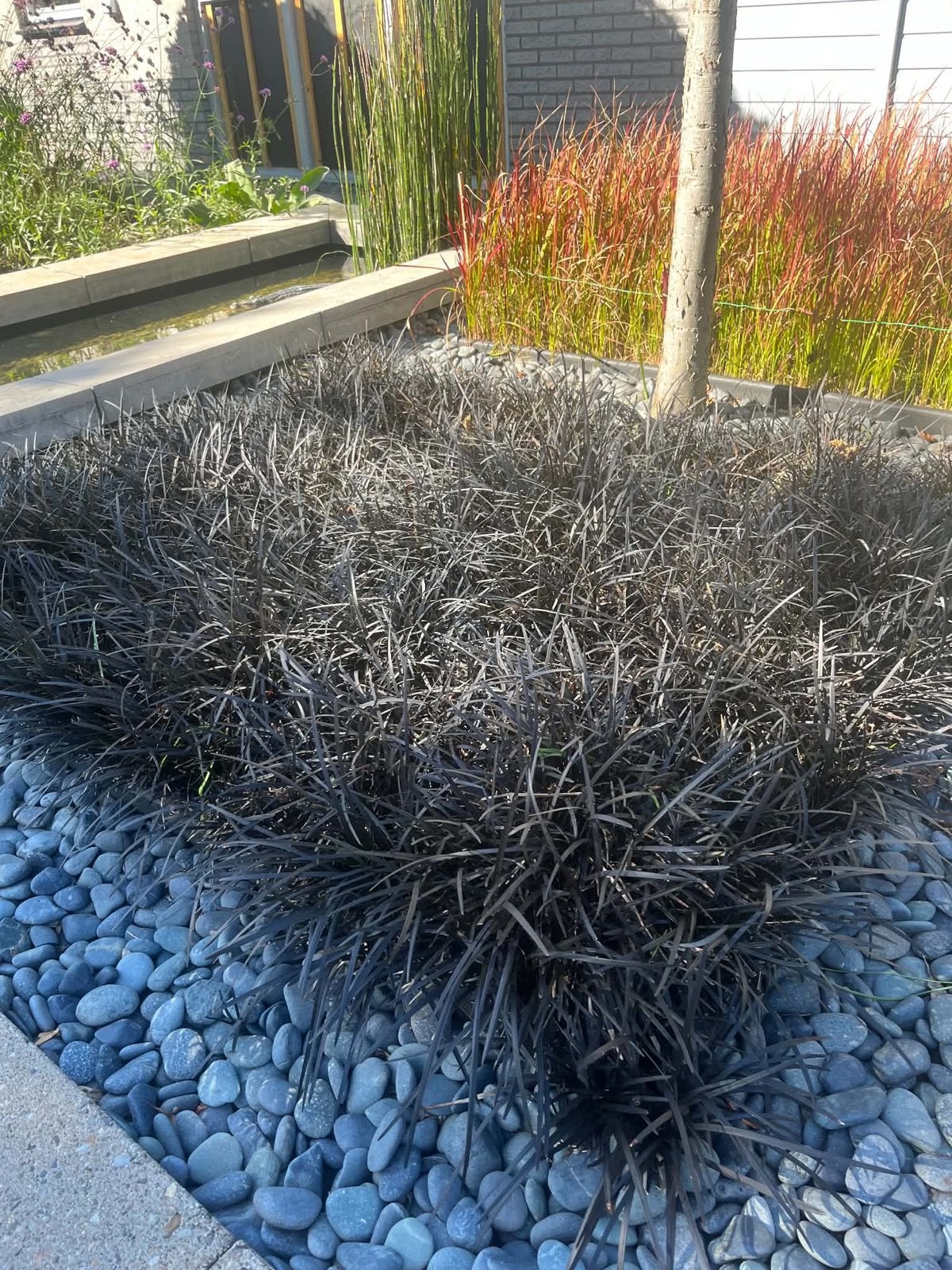 Ophiopogon planiscapus ‘Niger’ / Zwart Gras €1,00, Tuin en Terras, Ophalen, Vaste plant, Siergrassen, Halfschaduw