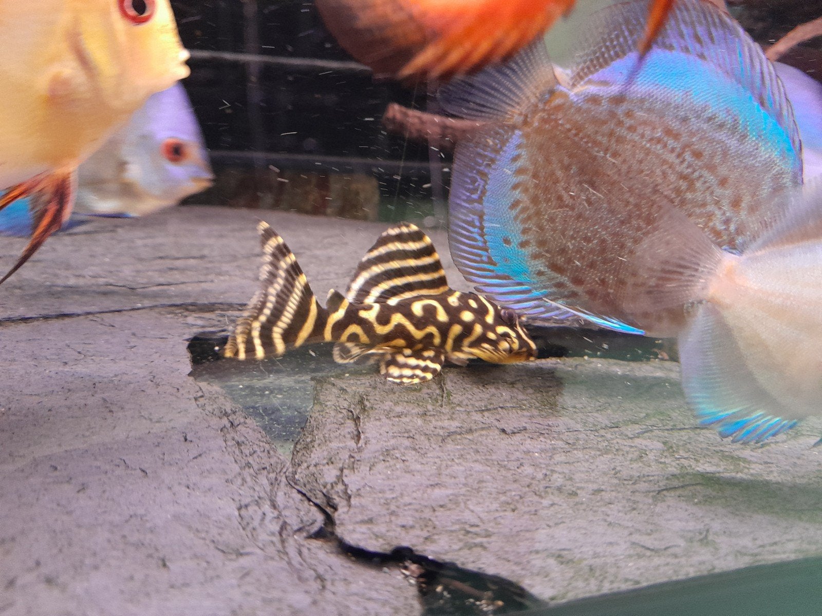 Hypancistrus L-333 3-4cm Pleco Meerval White & Yellow linie, Dieren en Toebehoren, Vissen | Aquariumvissen