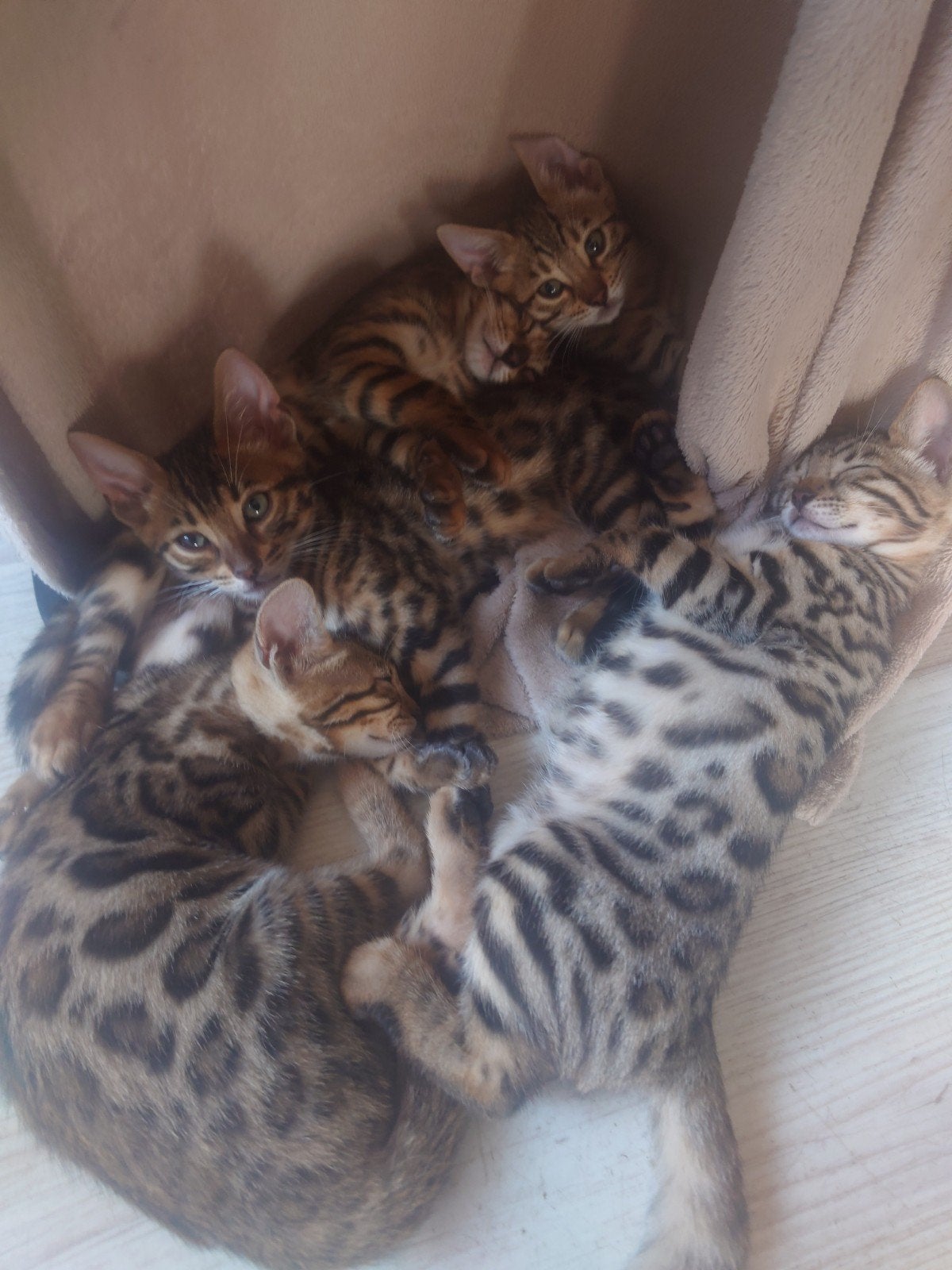 🐆 Bengaal Kitten  💯 Stamboom