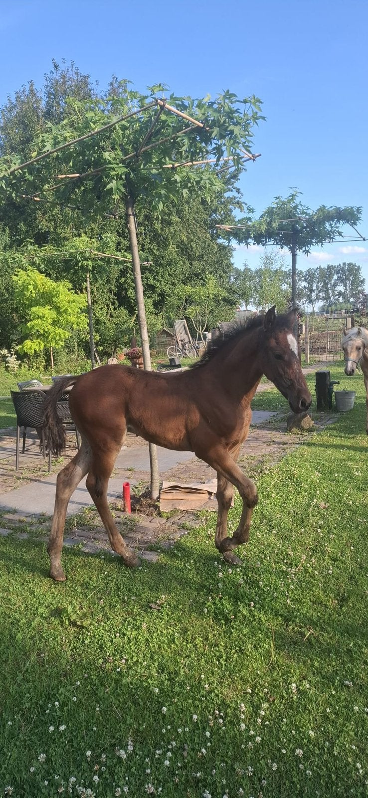 PRE Andalusier, Dieren en Toebehoren, Paarden, Merrie, Dressuurpaard, 0 tot 2 jaar