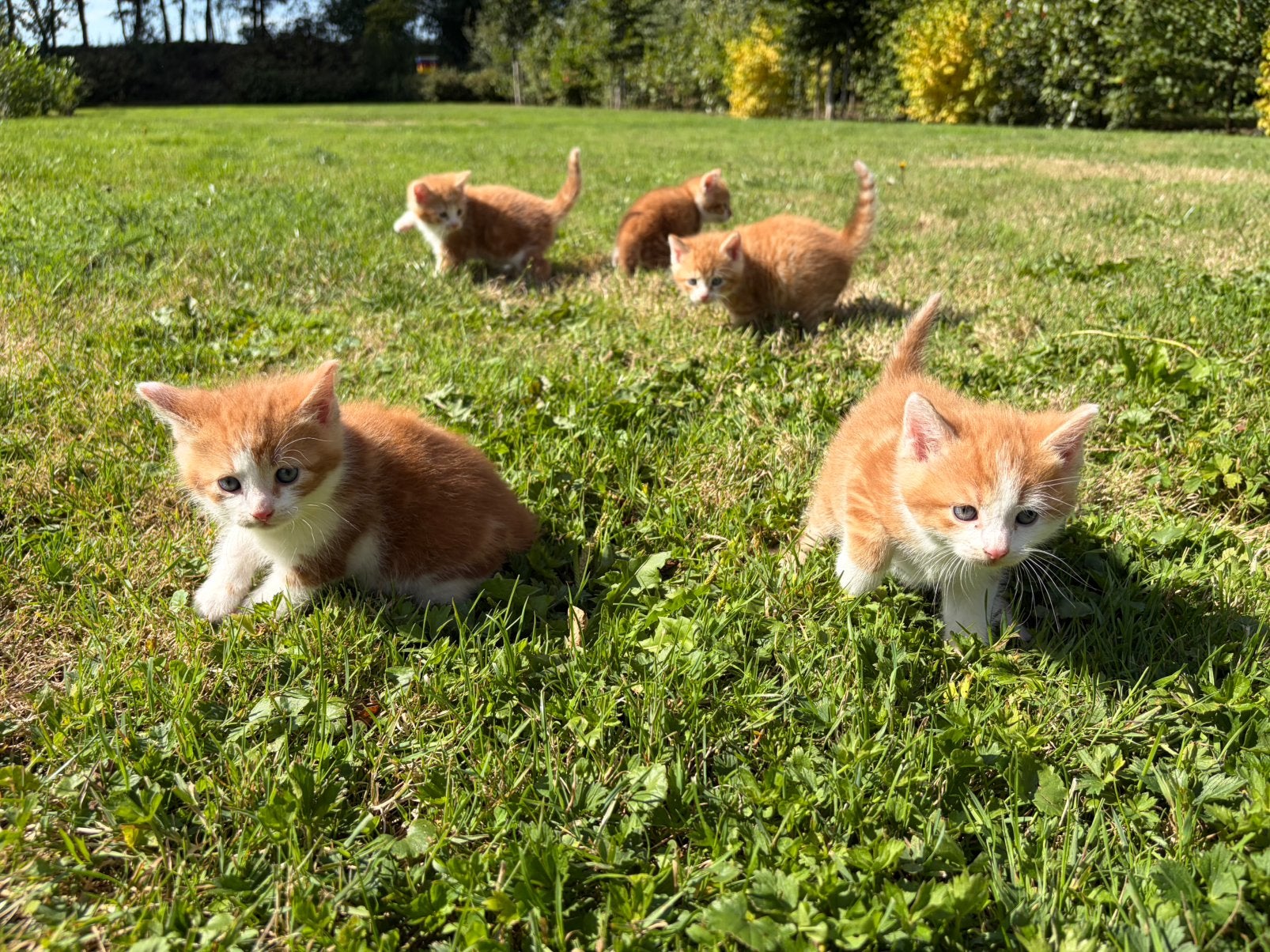 Boerderijkittens te koop, Kater, Kortharig, 0 tot 2 jaar