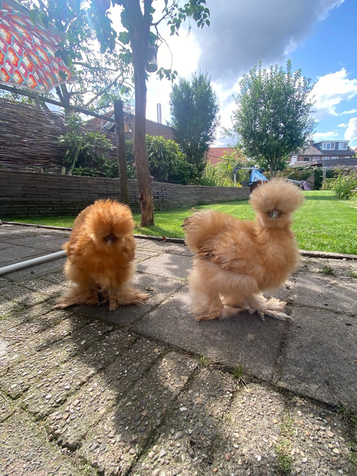 2x usa zijdehoen hanen, Dieren en Toebehoren, Mannelijk, Kip